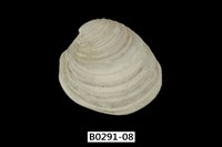 藏品(伊莎貝蛋糕簾蛤)的圖片